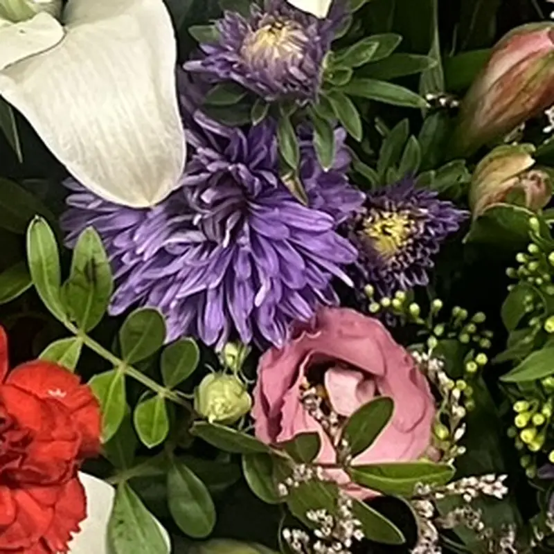 Gros plan sur des reines-marguerites violettes