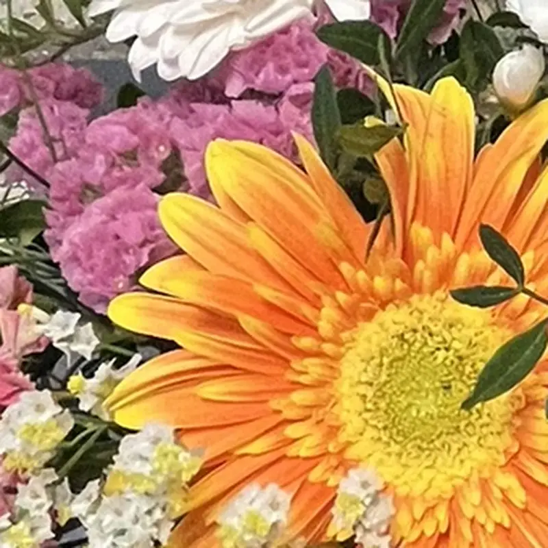 Gros plan sur un gerbera orange