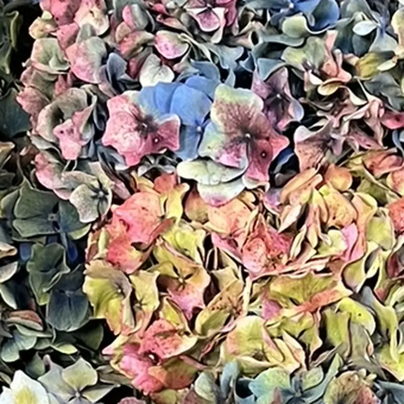 Gros plan sur des fleurons d’hortensia mauves et bleus au stade antique