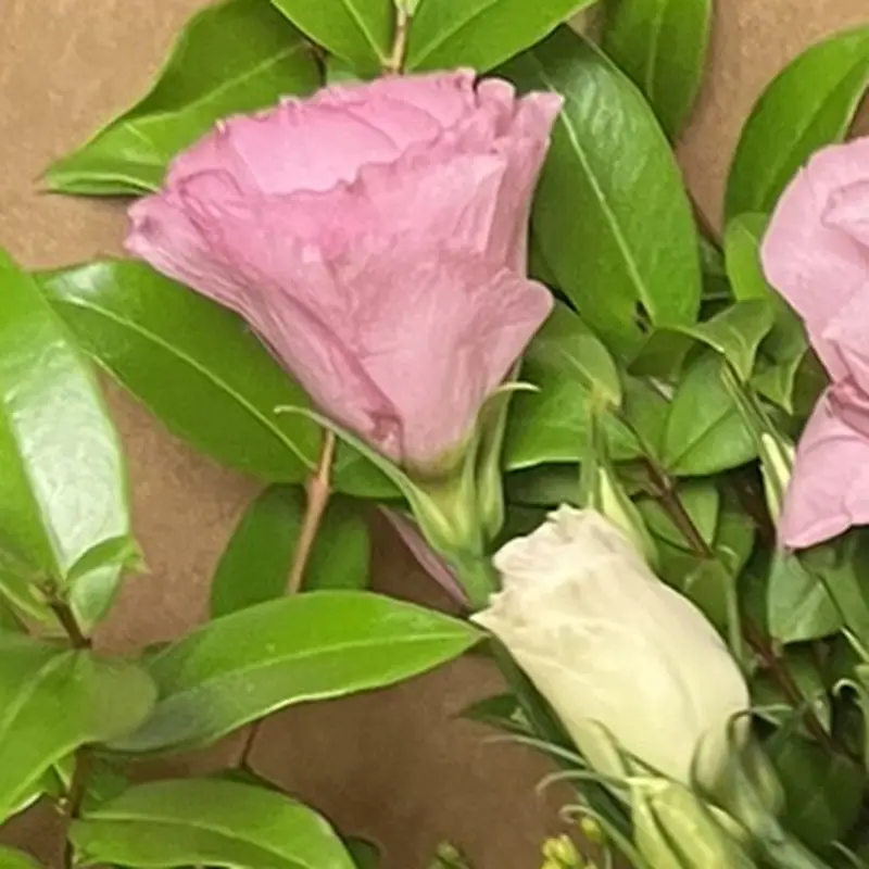 Gros plan sur un lisianthus rose et son feuillage