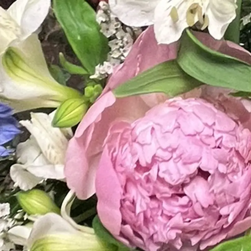 Gros plan sur une pivoine rose encore en bouton ouvrant