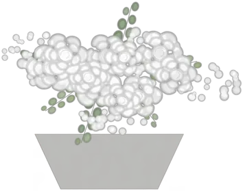 Blanc et vert dessiné à l’aquarelle : rose de plein champ, lisianthus, gypsophile, eucalyptus
