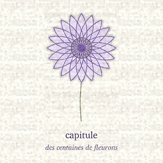 Dessin d’un capitule, disque de fleurons serrés au bout d’une tige