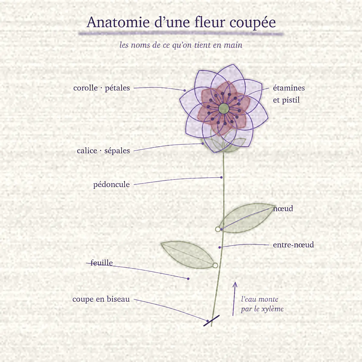 Planche botanique dessinée d’une fleur coupée, annotée : corolle, pétales, calice, sépales, étamines, pistil, pédoncule, nœud, entre-nœud, feuille et coupe en biseau