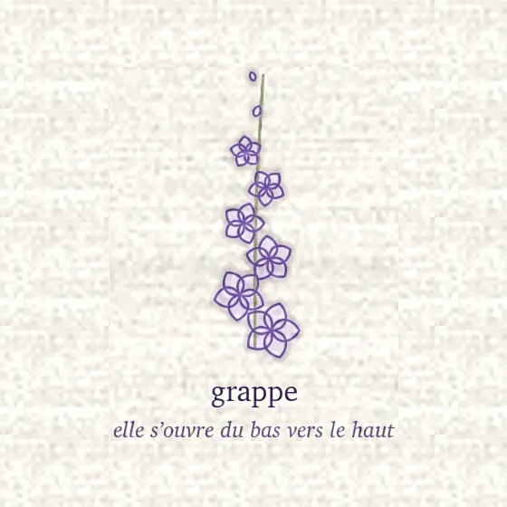 Dessin d’une grappe, fleurs étagées le long d’un axe