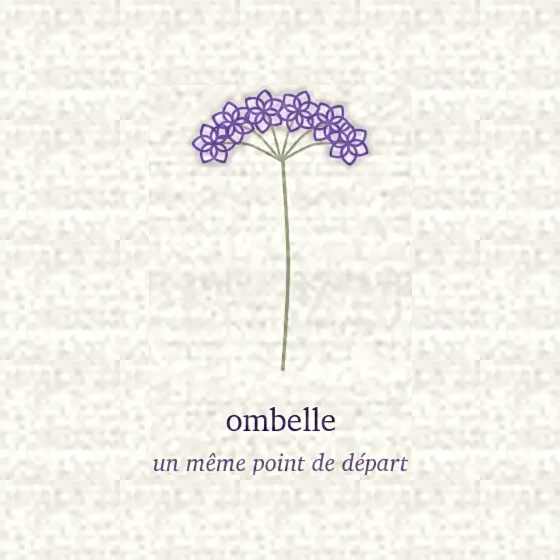 Dessin d’une ombelle, tiges rayonnant d’un même point vers un plateau de fleurs