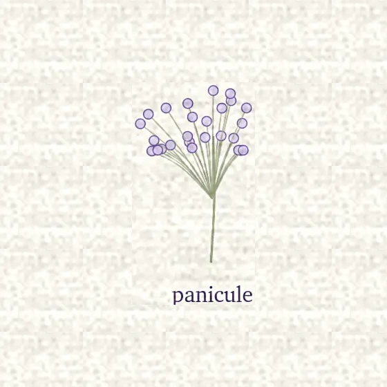 Dessin d’une panicule, grappe ramifiée en éventail