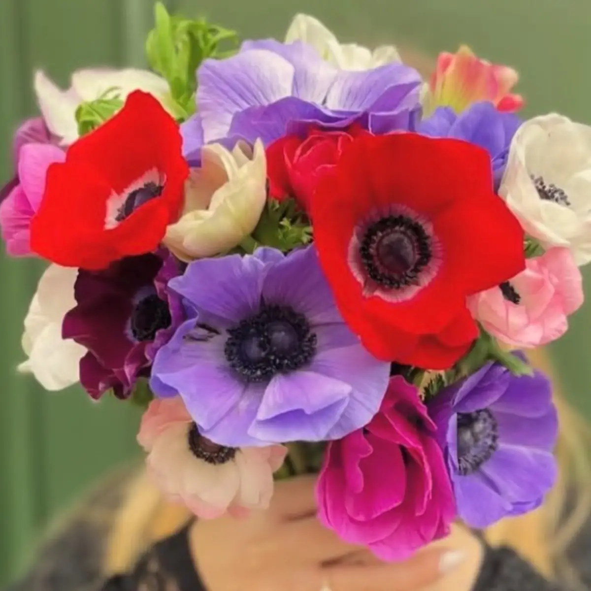 Bouquet d'anémones serrées, rouges, bleu-violet, blanches et roses, toutes à cœur noir