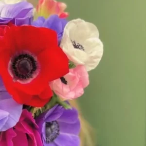 Une anémone rouge et deux anémones blanc crème côte à côte dans le même bouquet, devant une porte verte