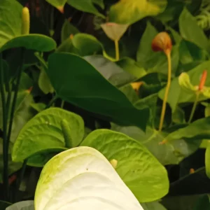 Spathe blanche d’anthurium au premier plan, anthuriums rouges en boutons dans le feuillage derrière