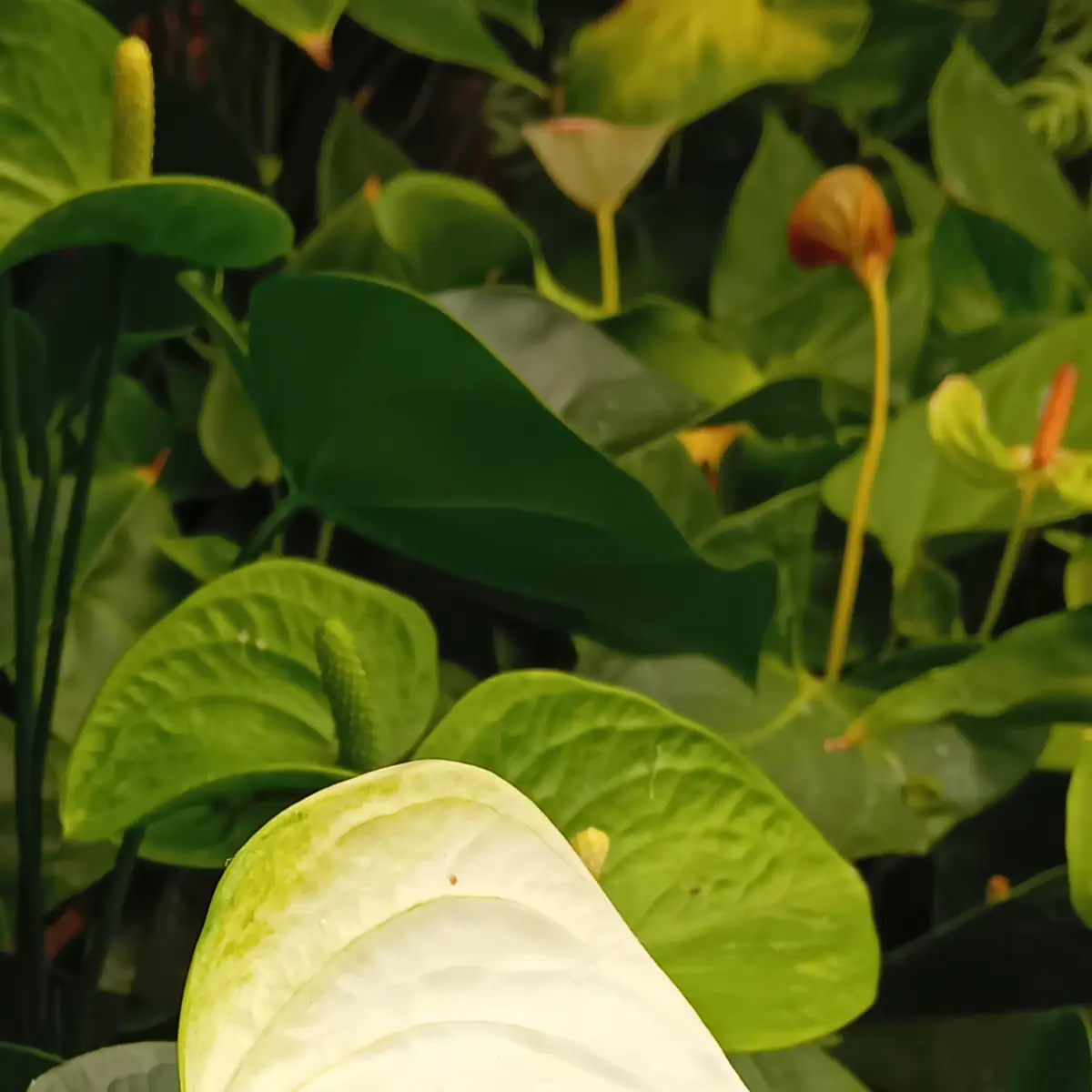 Spathe blanche d’anthurium au premier plan, anthuriums rouges en boutons dans le feuillage derrière