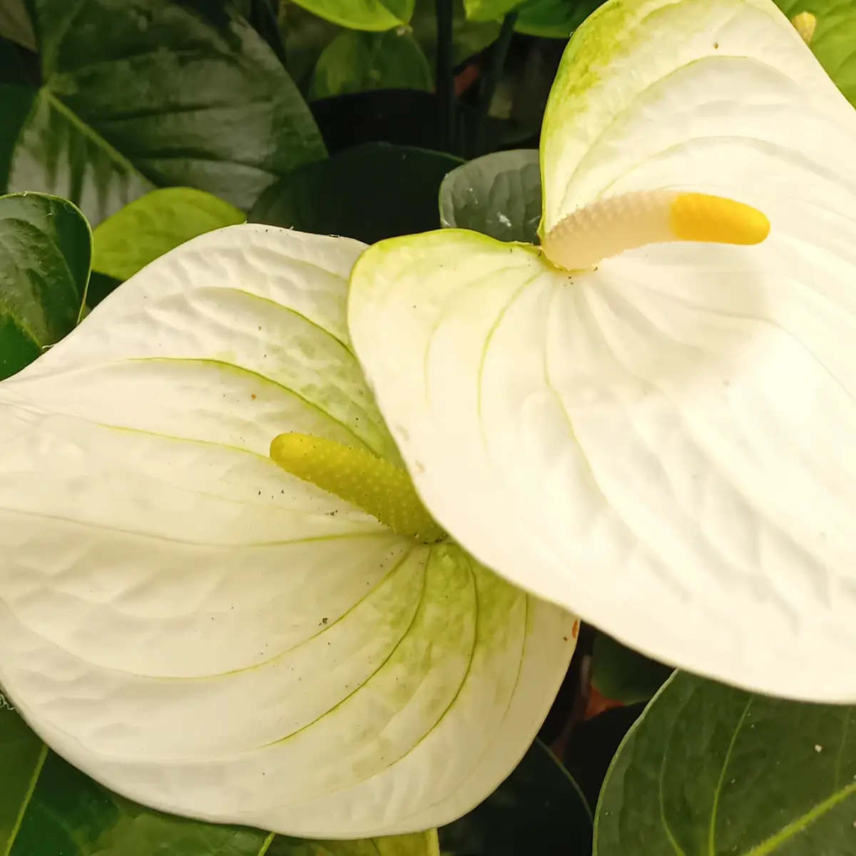 Deux spathes blanches d’anthurium côte à côte, spadices jaune et vert, sur un feuillage vert sombre