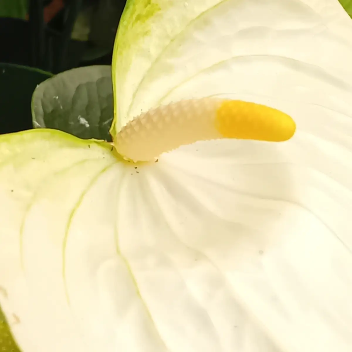 Gros plan sur une spathe blanche d’anthurium et son spadice jaune granuleux