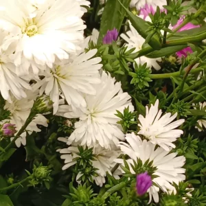 Asters nains blancs et boutons violets mêlés sur la même touffe