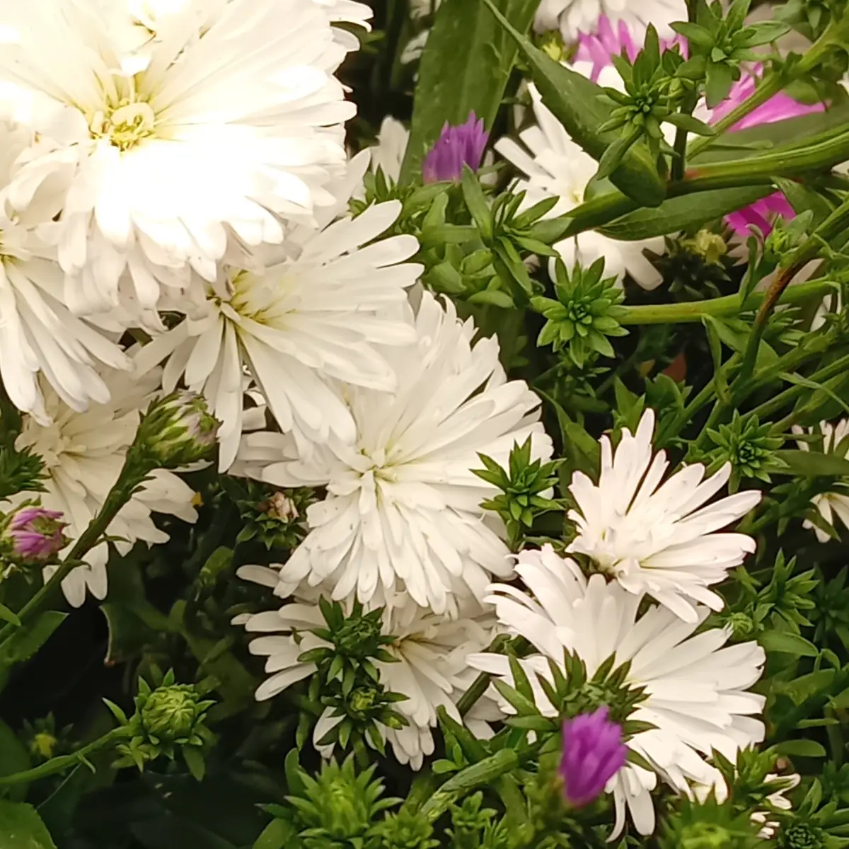Asters nains blancs et boutons violets mêlés sur la même touffe