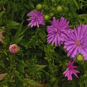 Trois fleurs d’aster mauve grandes ouvertes, ligules fines et cœur jaune, entourées de boutons