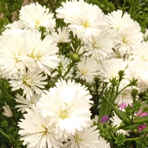 Massif d’asters nains blancs à cœur jaune, fleurs serrées au-dessus d’un feuillage vert sombre