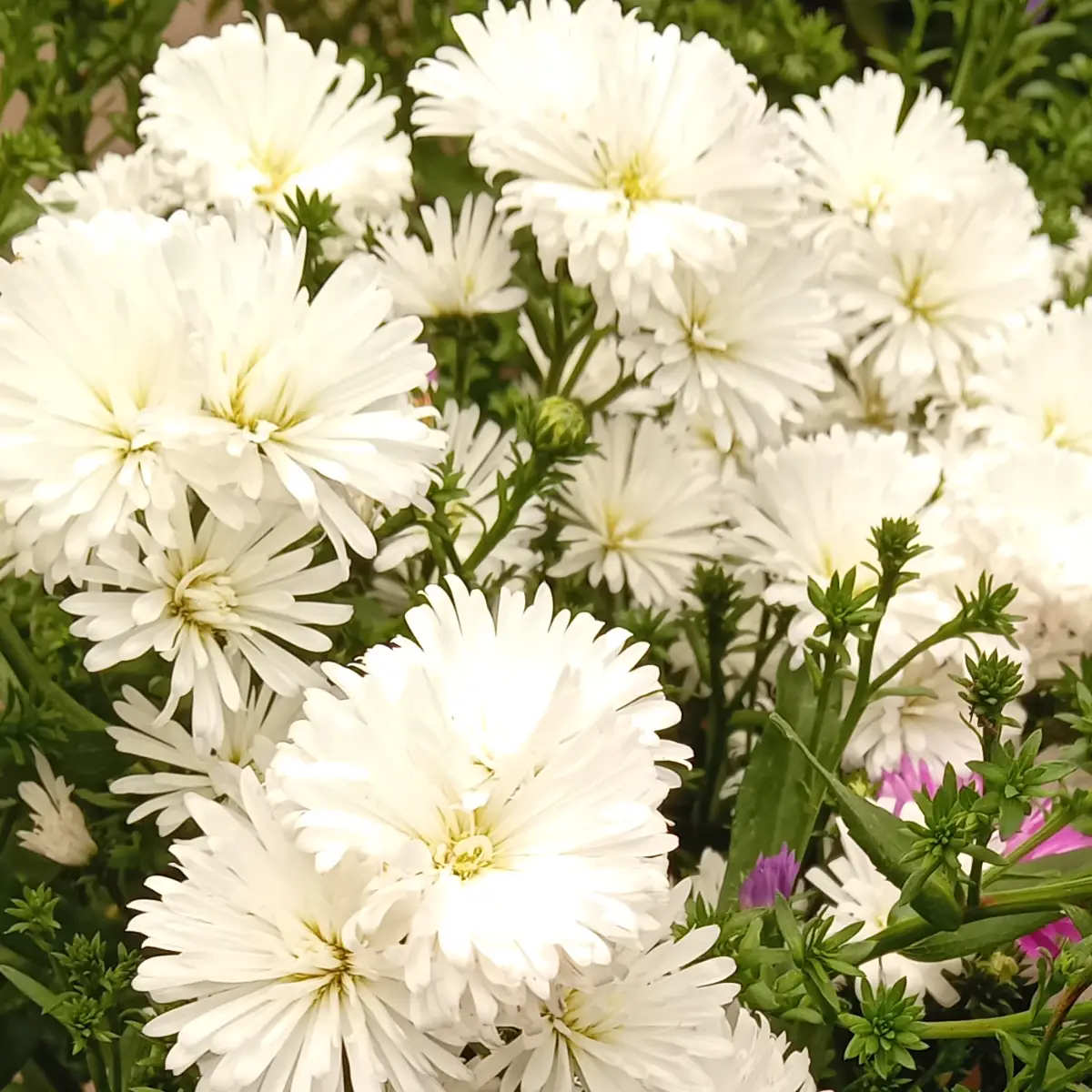 Massif d’asters nains blancs à cœur jaune, fleurs serrées au-dessus d’un feuillage vert sombre