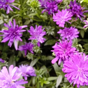 Massif d’asters nains violets en pleine floraison, fleurs de tailles inégales serrées sur la touffe