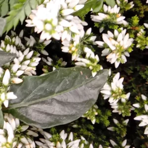Bruyère blanche en fleurs, clochettes groupées sur un feuillage fin