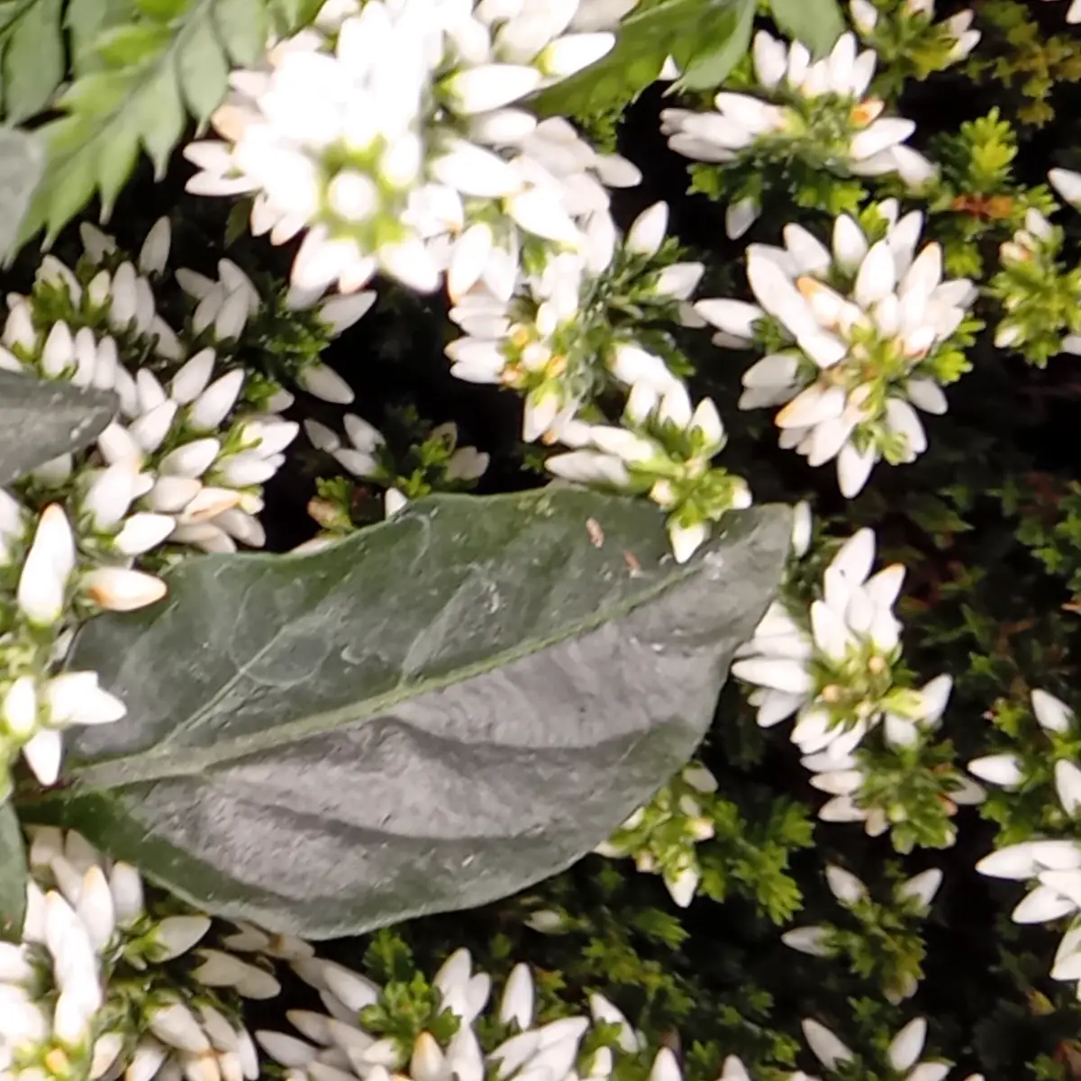 Bruyère blanche en fleurs, clochettes groupées sur un feuillage fin
