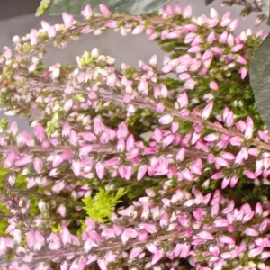 Épis serrés de callune rose, boutons en grelot alignés le long des tiges