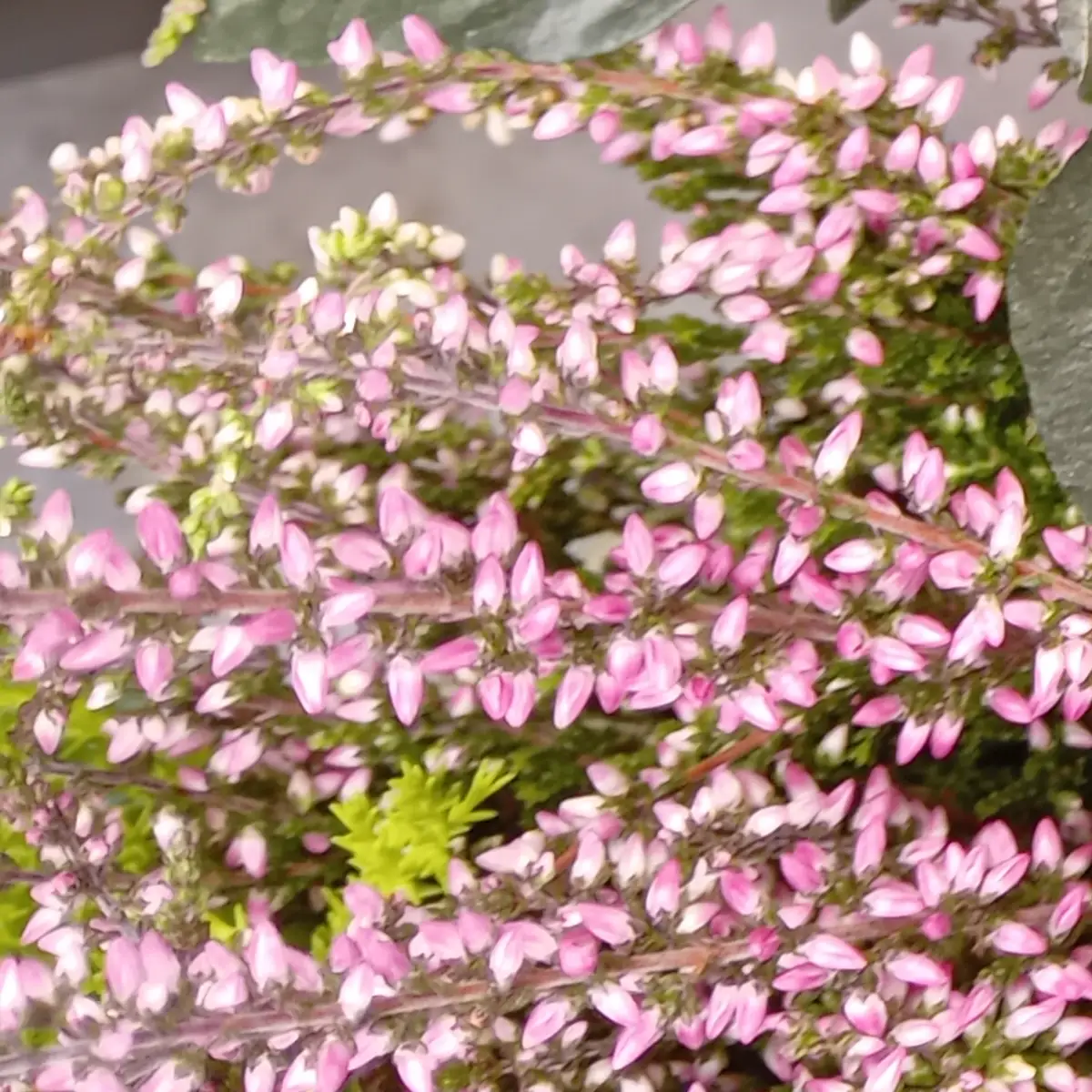 Épis serrés de callune rose, boutons en grelot alignés le long des tiges