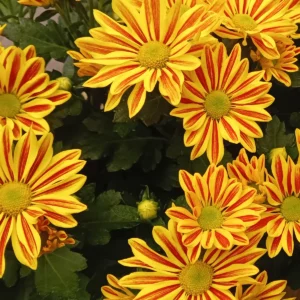 Chrysanthèmes à ligules jaunes striées de rouge, fleurs grandes ouvertes serrées les unes contre les autres