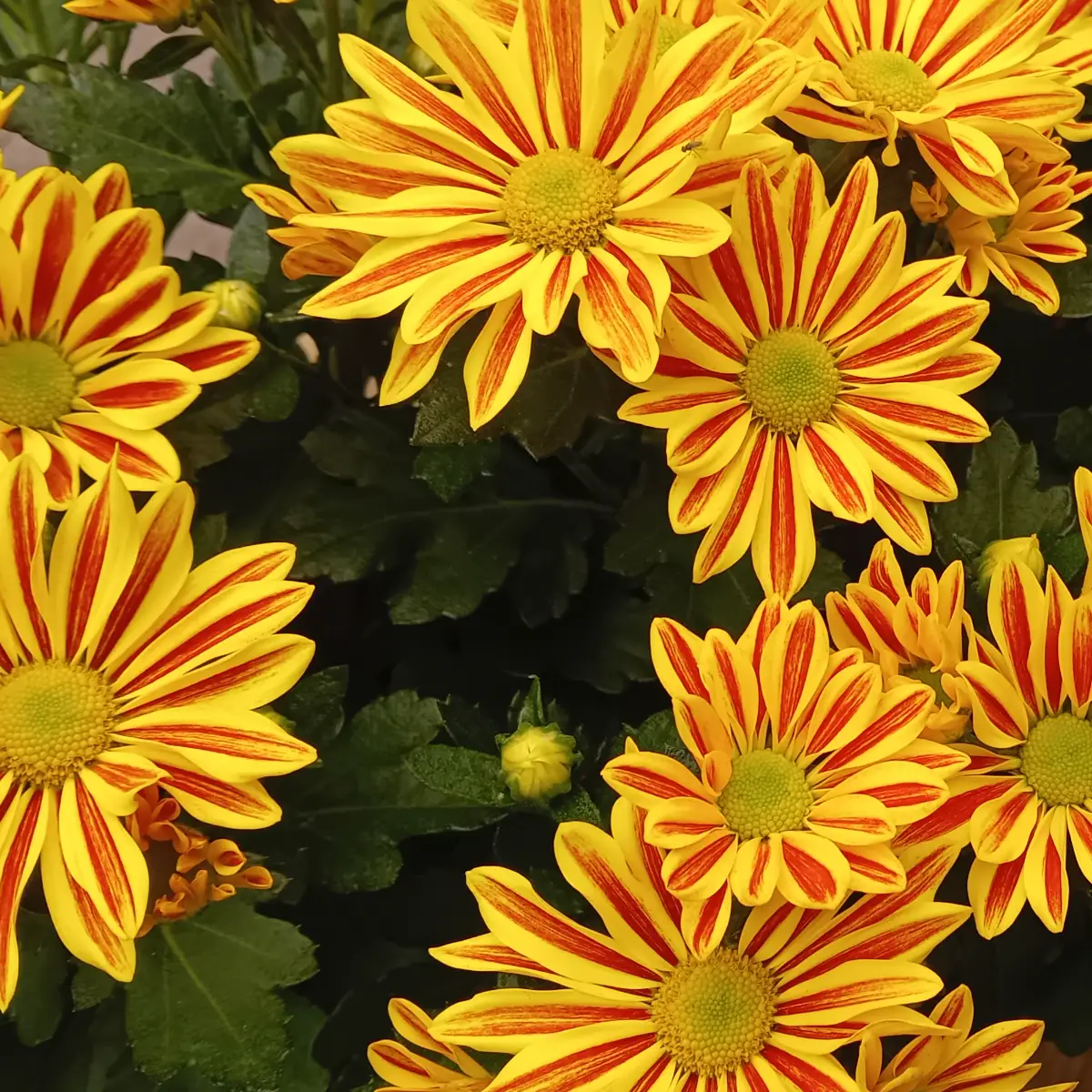 Chrysanthèmes à ligules jaunes striées de rouge, fleurs grandes ouvertes serrées les unes contre les autres