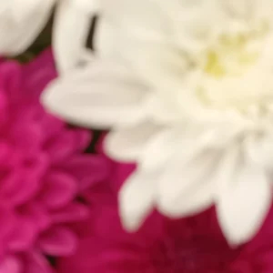 Capitule blanc double de chrysanthème, ligules recourbées vers le cœur crème