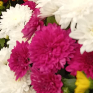 Chrysanthèmes blancs et fuchsia mêlés, capitules doubles serrés les uns contre les autres
