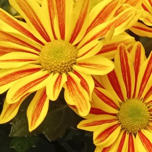 Un capitule de chrysanthème vu de face, ligules jaunes rayées de rouge autour d’un cœur vert-jaune