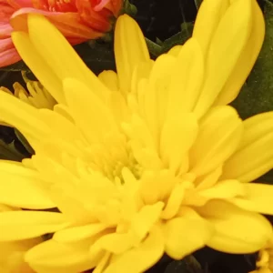 Grand capitule jaune de chrysanthème décoratif, ligules larges recouvrantes