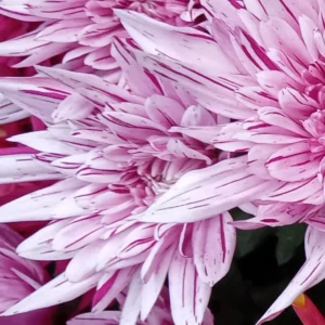 Capitule de chrysanthème rose à ligules fines et effilées, rayées de blanc