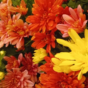 Chrysanthèmes orange, corail et rose serrés en masse, un capitule jaune vif au premier plan