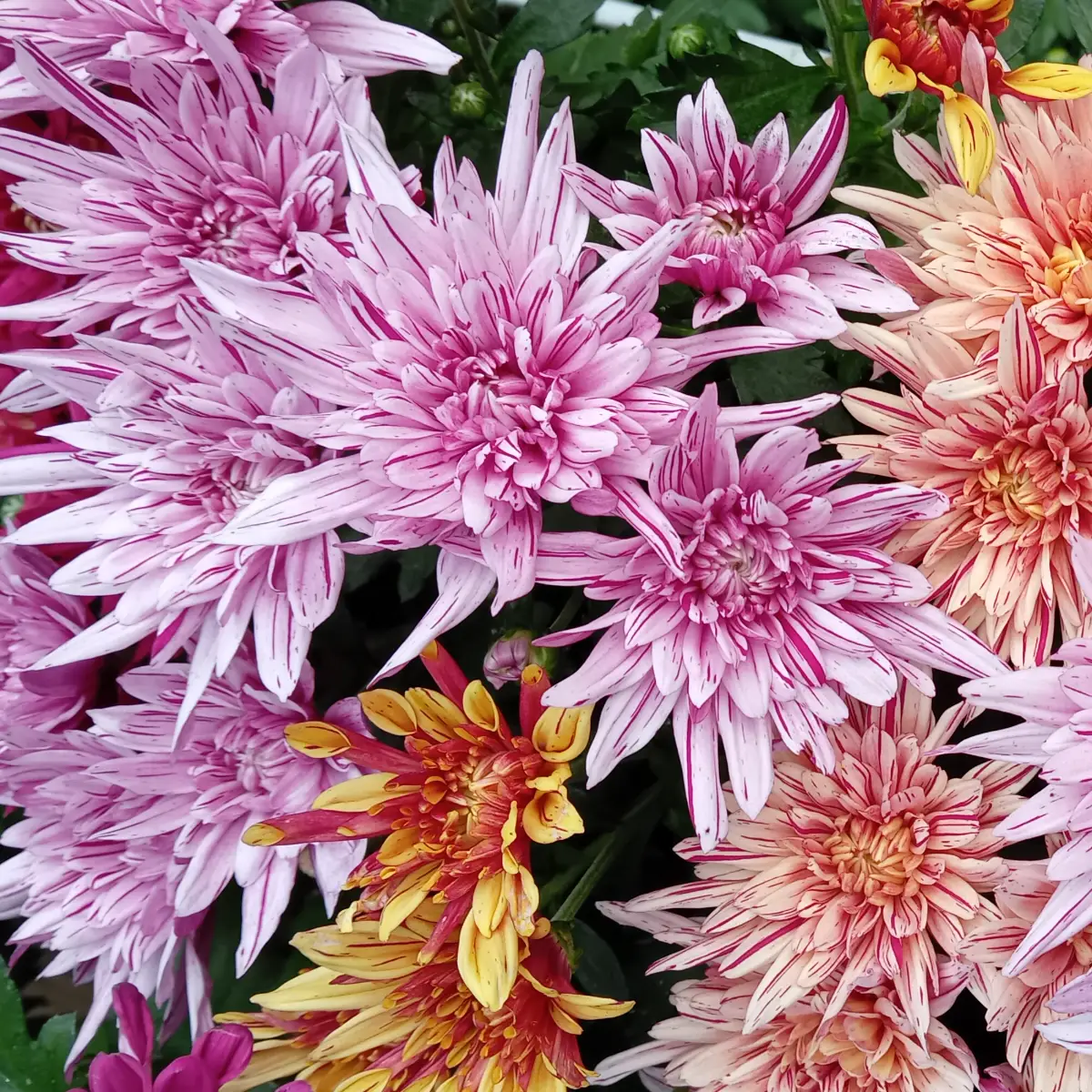 Chrysanthèmes roses panéchés de blanc à ligules effilées, mêlés à des capitules saumon et jaunes