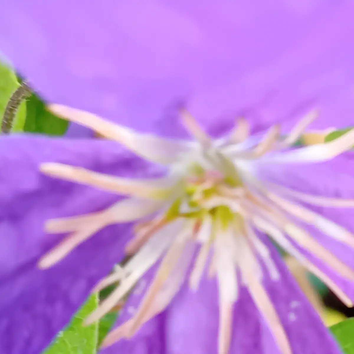 Cœur d’une fleur de clématite violette : couronne d’étamines crème autour d’un centre vert-jaune