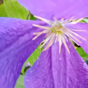 Fleur de clématite violette grande ouverte, ses six tépales étalés autour d’une couronne d’étamines crème
