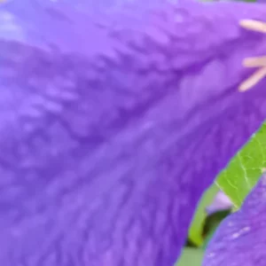 Gros plan sur un tépale de clématite violette, nervures et grain du pétale visibles en lumière rasante