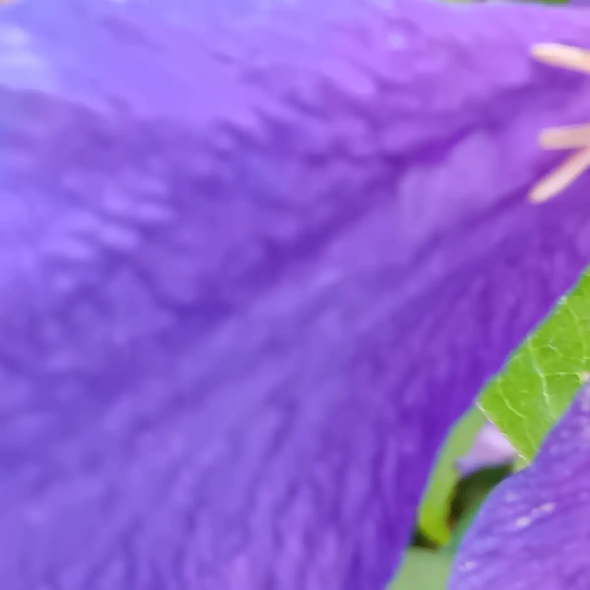Gros plan sur un tépale de clématite violette, nervures et grain du pétale visibles en lumière rasante