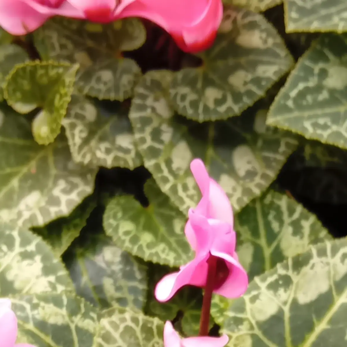 Feuillage de cyclamen à marbrures argentées en forme de cœur, une fleur rose émerge au premier plan