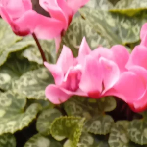 Fleurs de cyclamen rose vif aux pétales relevés, dressées au-dessus d’un feuillage marbré