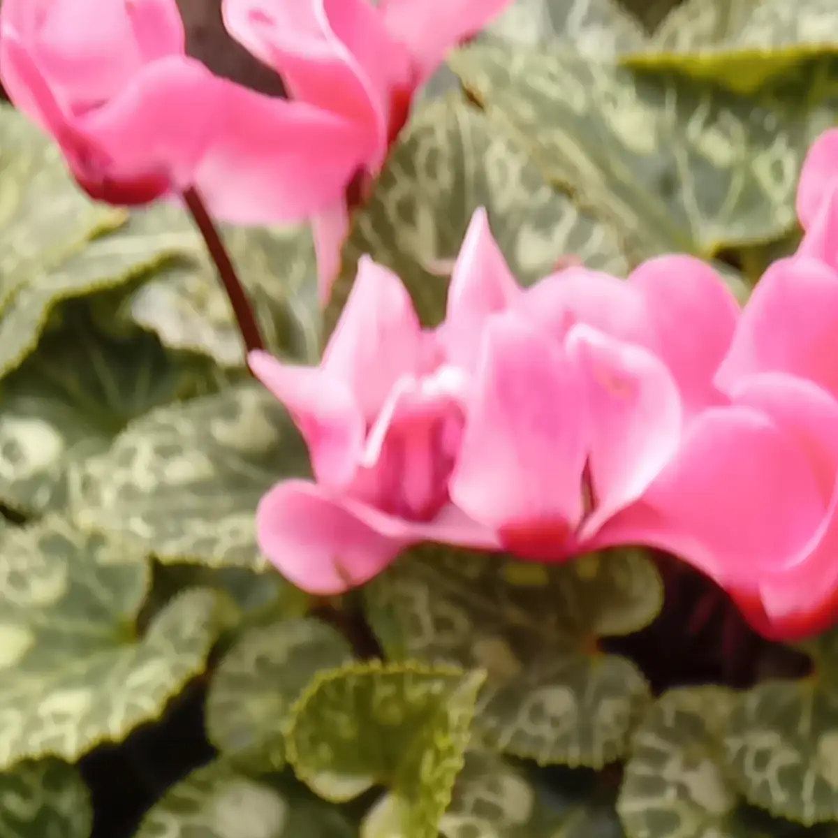 Fleurs de cyclamen rose vif aux pétales relevés, dressées au-dessus d’un feuillage marbré