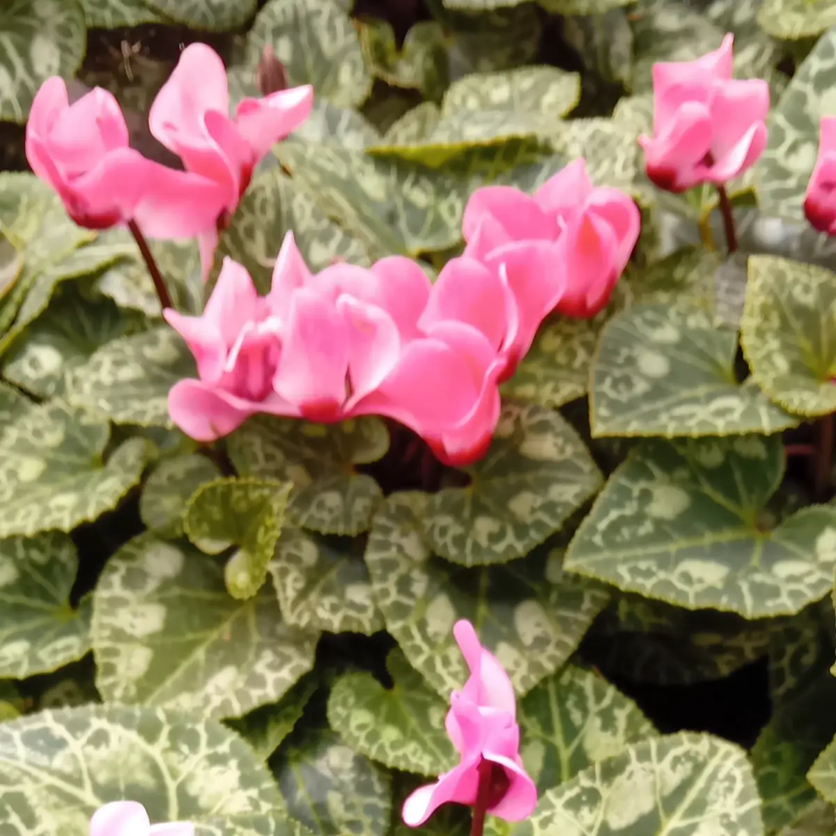 Massif de cyclamens roses en fleurs au-dessus d’un tapis de feuilles marbrées