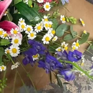 Masse de fleurs de delphinium violet foncé serrées entre des marguerites blanches à cœur jaune