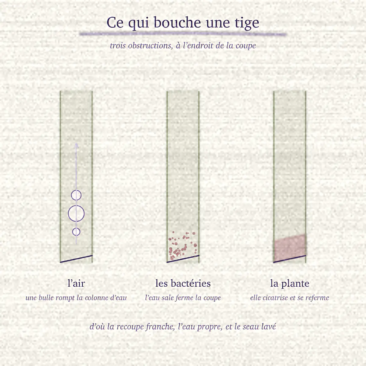 Trois tiges en coupe montrant l’air, les bactéries et la cicatrisation qui bouchent l’extrémité