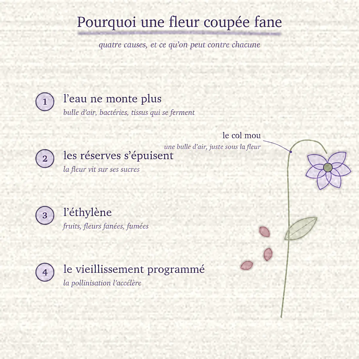 Les quatre causes du flétrissement, numérotées, à côté d’une tige dessinée dont la fleur plie au niveau du col
