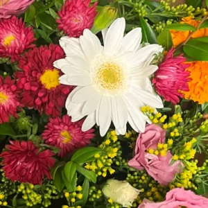 Gerbera blanc vu de dessus au centre d'un bouquet, son cœur clair bien visible, entouré de reines-marguerites rouge sombre et de solidage jaune