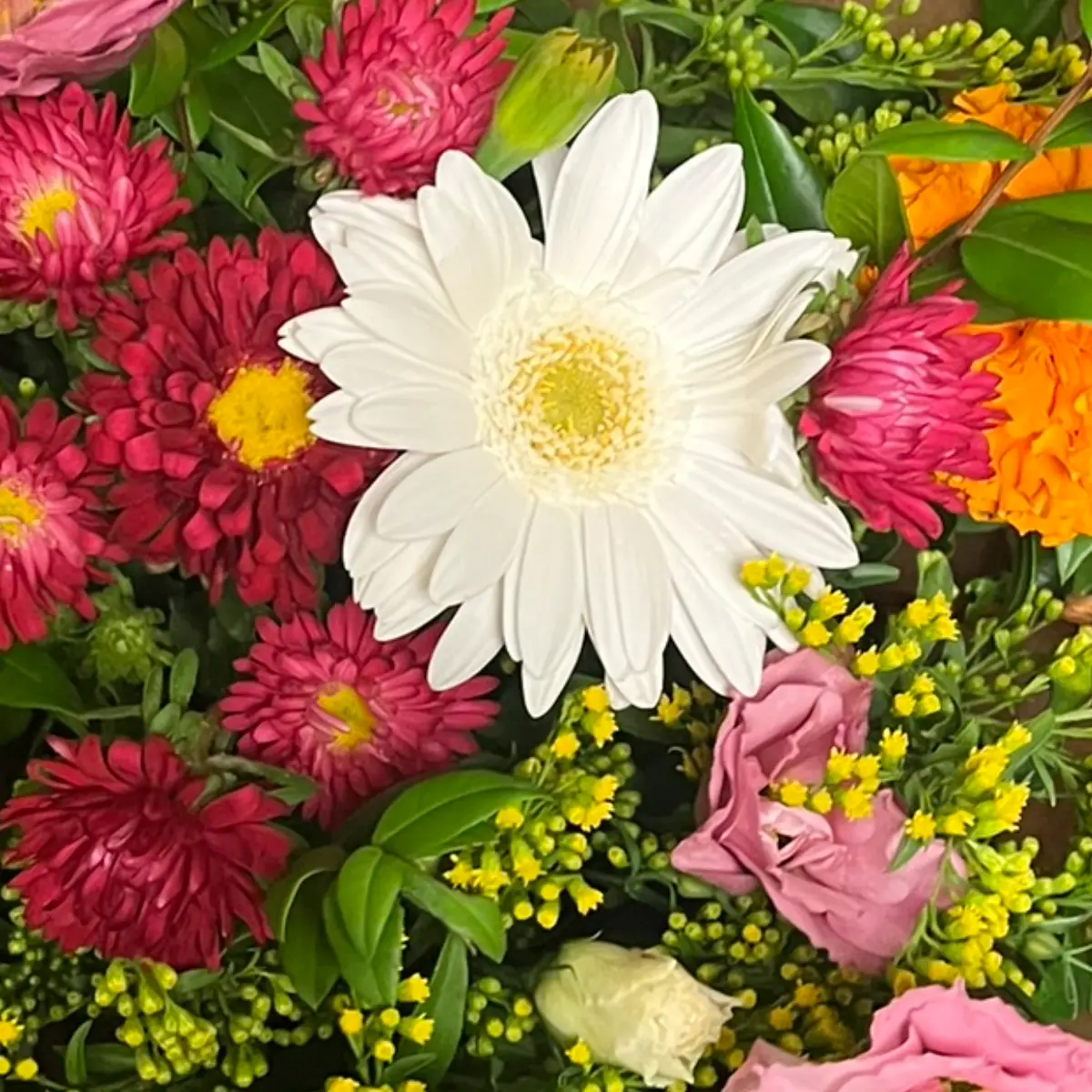 Gerbera blanc vu de dessus au centre d'un bouquet, son cœur clair bien visible, entouré de reines-marguerites rouge sombre et de solidage jaune