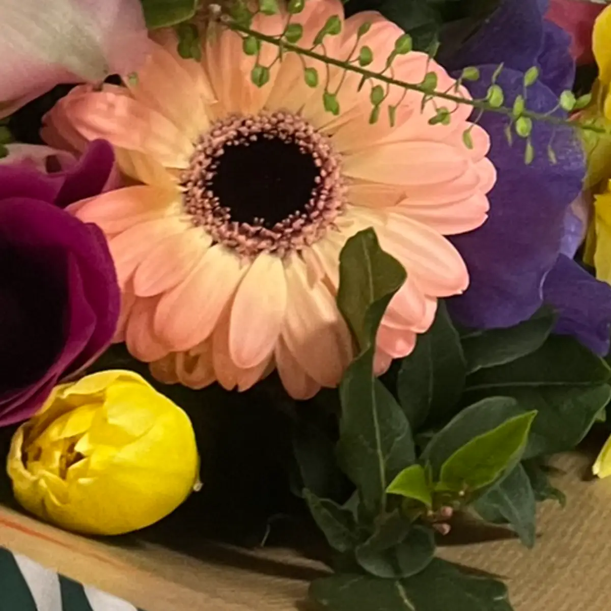 Gerbera saumon vu de face, son capitule montrant une couronne de fleurons serrés autour d'un cœur sombre